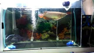 Contoh Desain Aquarium Arwana, Inspirasi Desain Aquarium Arwana, Contoh Inspirasi Desain Aquarium Arwana, Contoh Ide Desain Aquarium Arwana, Ide Desain Aquarium Arwana, Bentuk Desain Aquarium Arwana, Referensi Desain Aquarium Arwana