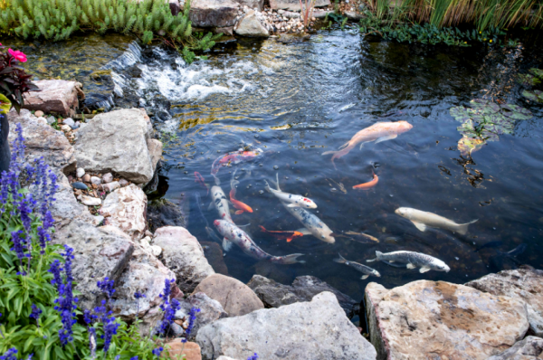 Kolam ikan mini dengan pemandangan air terbuka