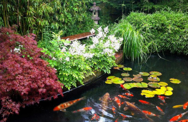 Kolam ikan mini dengan tanaman air mengambang