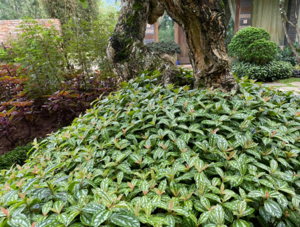 Desain Tanaman Berbingkai