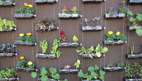 Tanaman Vertikal pada Dinding