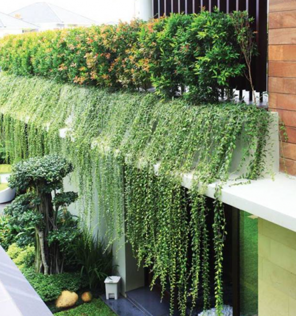 Taman Samping dengan Tanaman Rambat