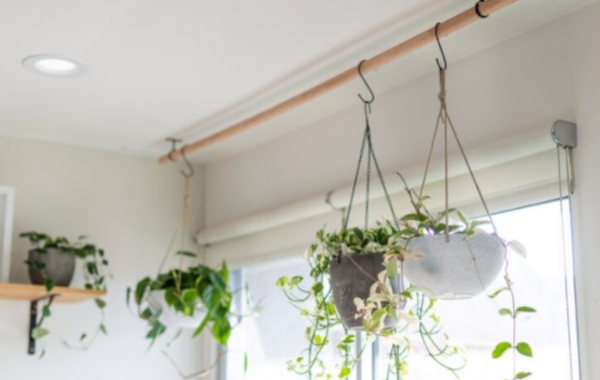 Taman Gantung di Langit-langit