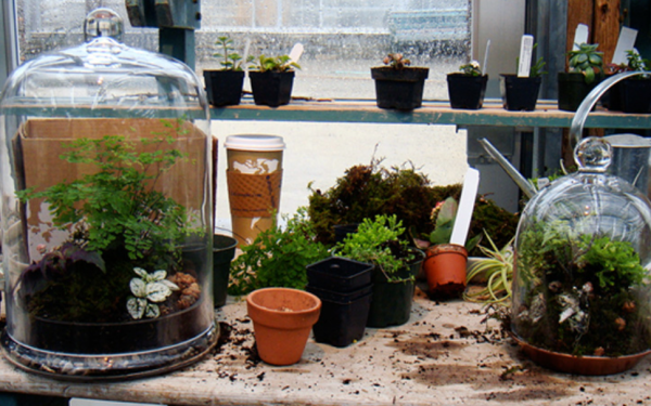 Taman Dalam Terrarium