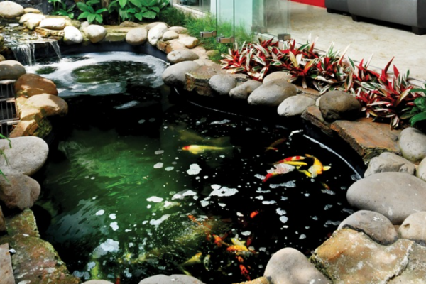 Kolam Ikan Koi dengan Batu Karang