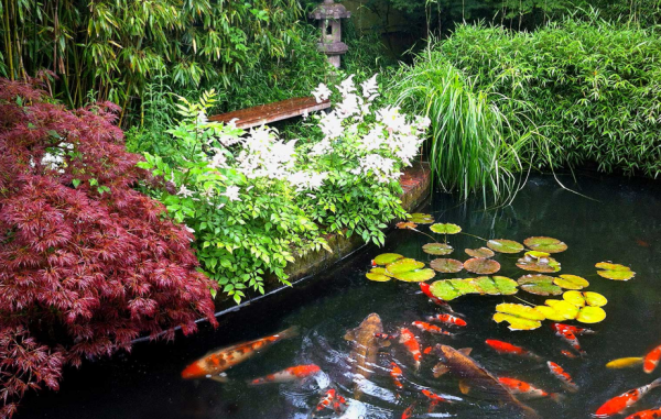 Desain Kolam Ikan Koi dengan Tanaman Air