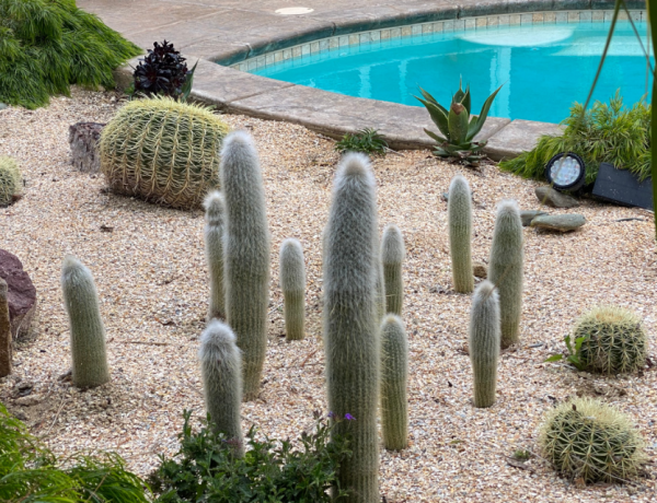 Taman kering dengan pohon kaktus besar