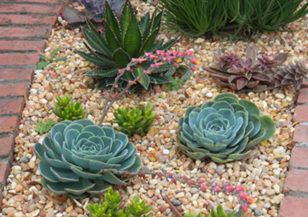 Taman kering dengan tanaman sukulen