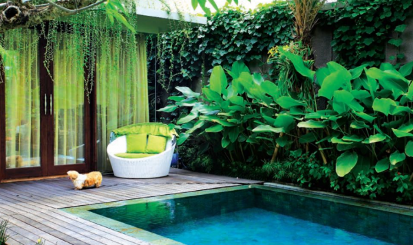 Kolam renang kecil dengan tanaman hias di sekitarnya