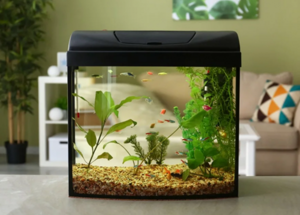 Taman dalam rumah dengan aquarium