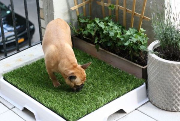 Taman dalam rumah dengan area peliharaan