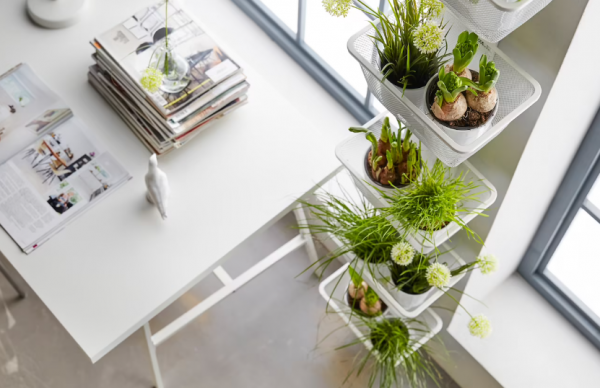 Taman dalam rumah dengan tanaman aromatik