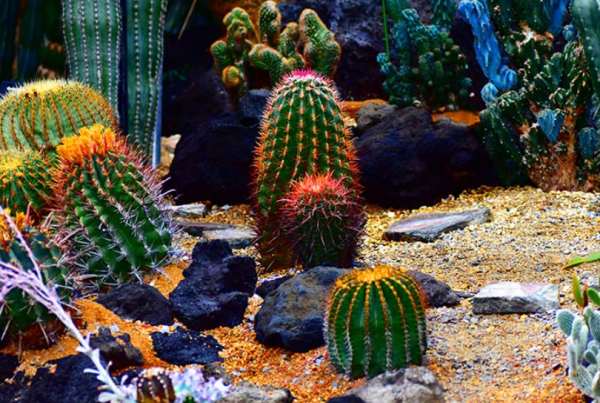 Taman dalam rumah dengan tanaman kaktus