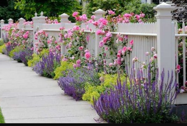 Taman kecil dengan tanaman aromatik seperti lavender atau rosemary