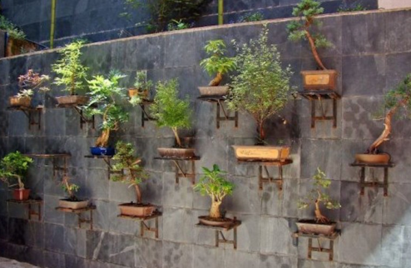 Taman kecil dengan pohon bonsai