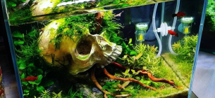 30 Desain Aquarium Minimalis Rumah Model Terbaru