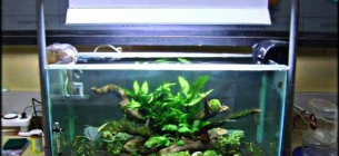 30 Desain Aquascape Sederhana untuk Pemula Paling Dicari