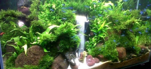 30 Gambar Desain Aquarium Air Tawar Mewah dan Menimalis