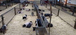 Aneka Desain Kandang Ternak Babi Yang Baik Dan Sehat