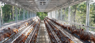 Aneka Desain Kandang Ternak Ayam Yang Baik Dan Sehat